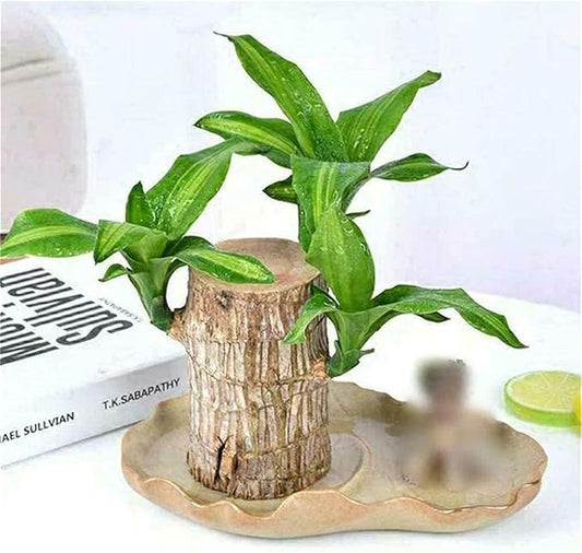 deevudi Brazilian Lucky Bamboo Live Plant | Good Luck Plant | Lucky Brazil Wood Plant | Healthy Indoor Feng Shui Plant For Home Decor (Brazilian Lucky Bamboo With Buddha)